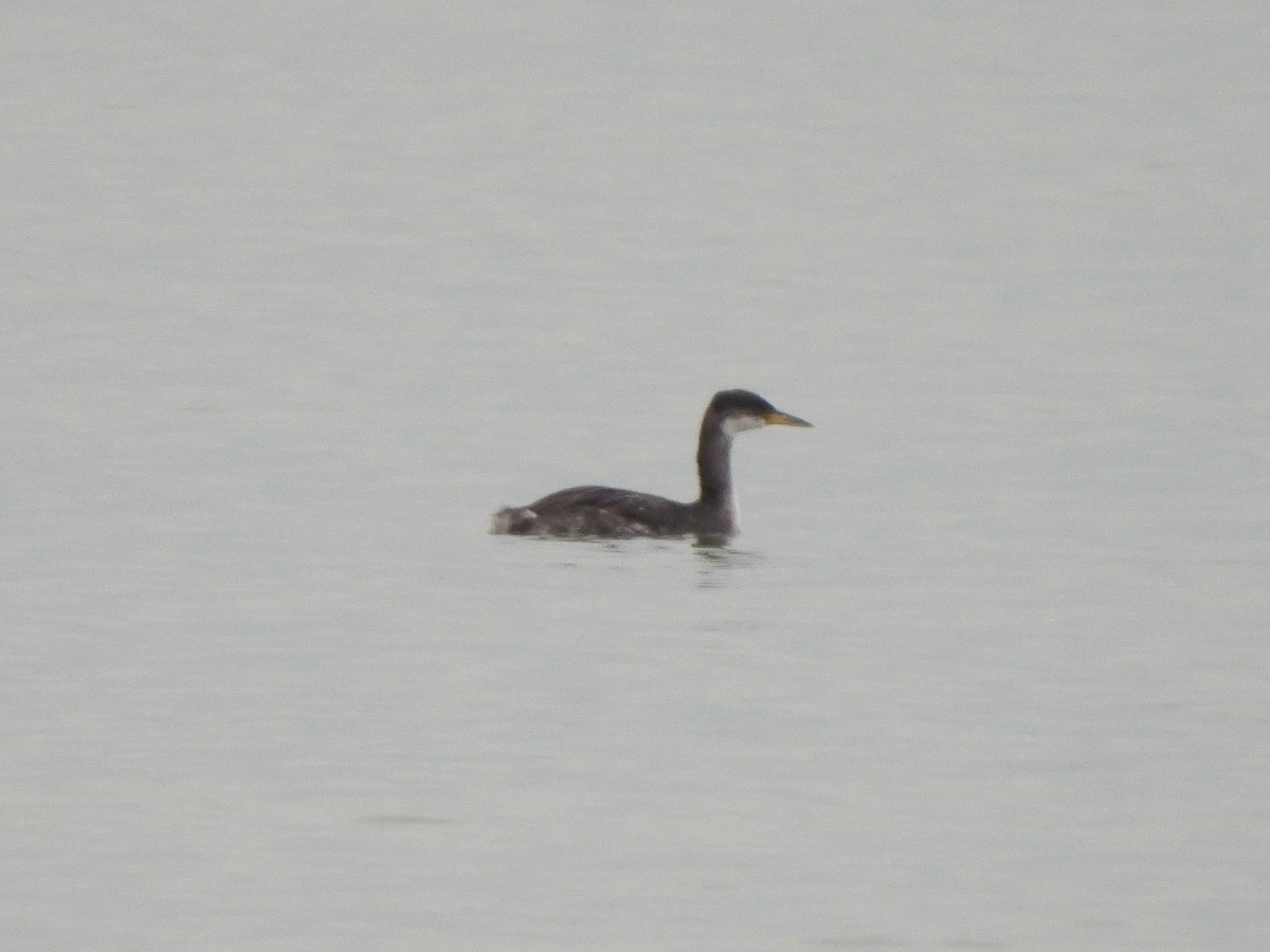 Red-necked Grebe - ML612532061