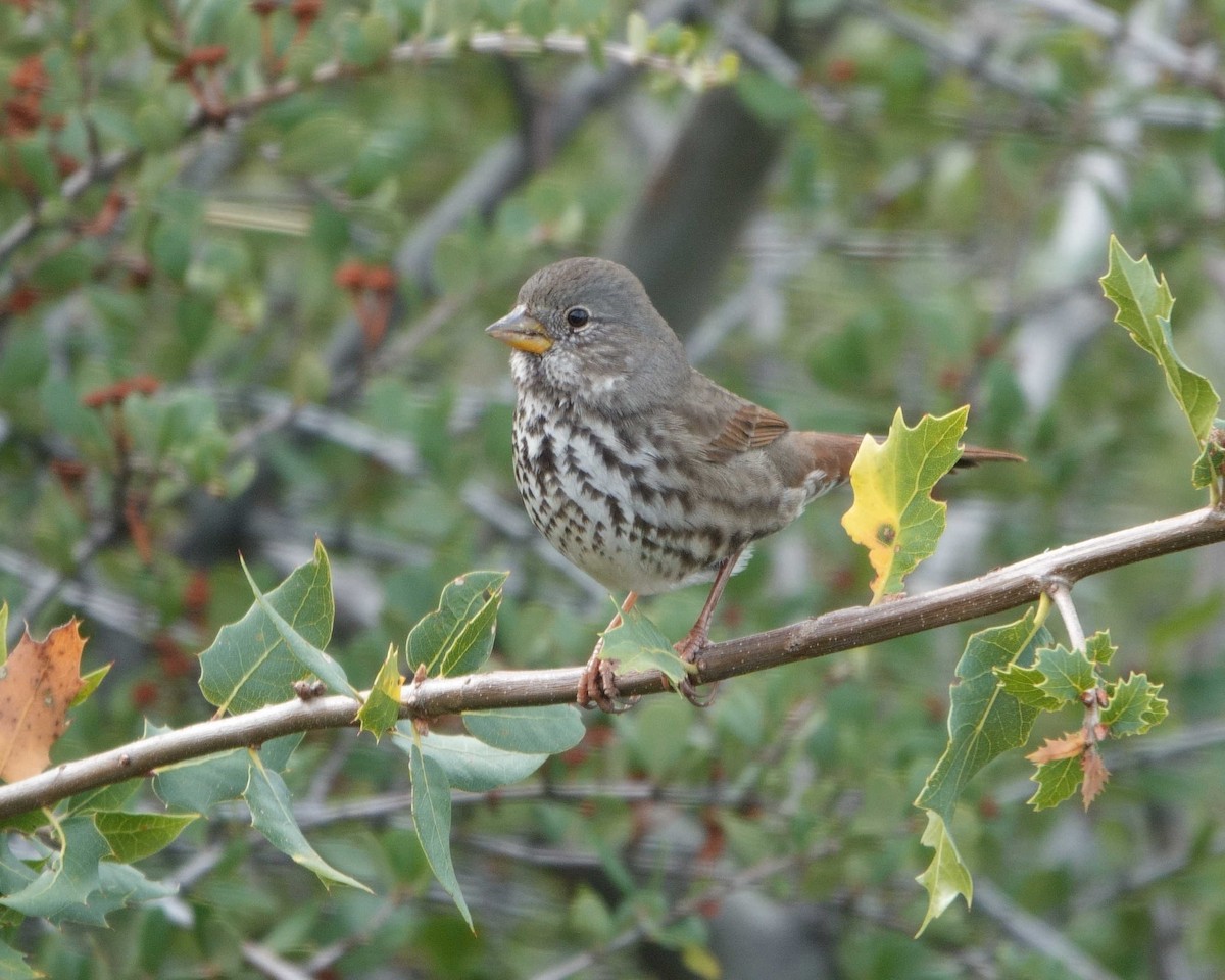 Fox Sparrow (Thick-billed) - ML612532356