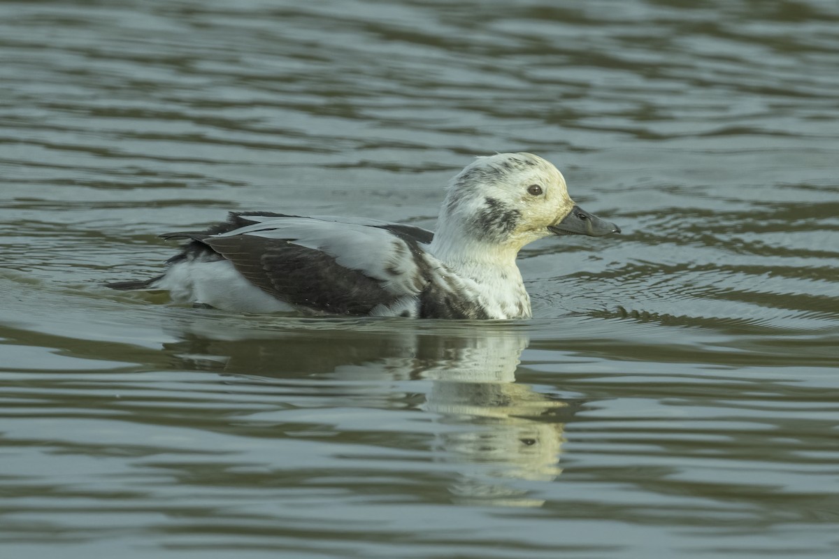 Long-tailed Duck - ML612532490