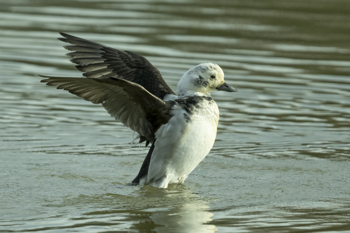 Long-tailed Duck - ML612532539