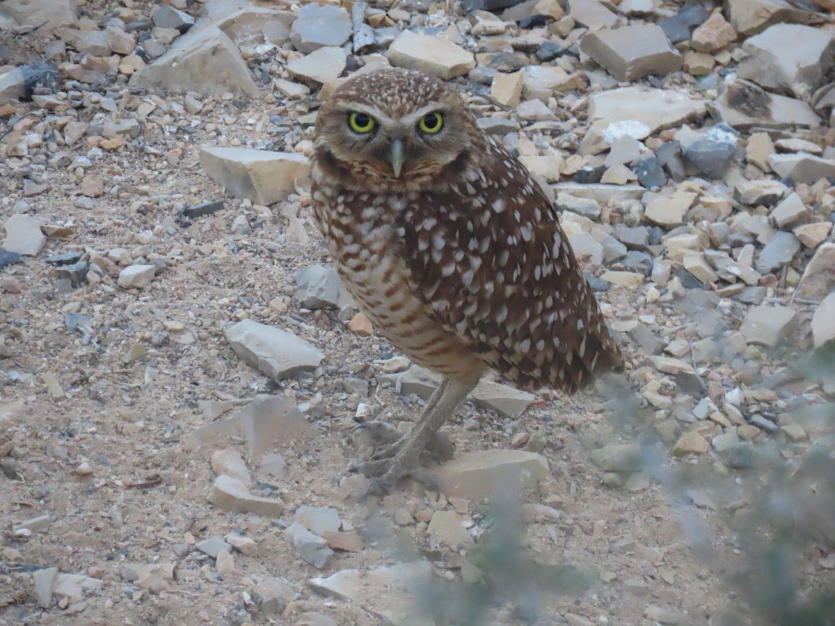 Burrowing Owl - ML612532685