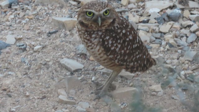 Burrowing Owl - ML612532702