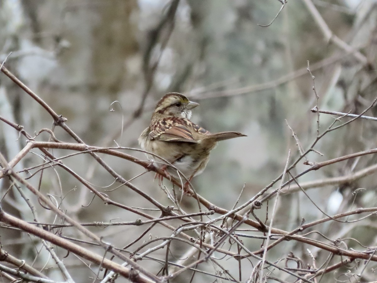 White-throated Sparrow - ML612532762