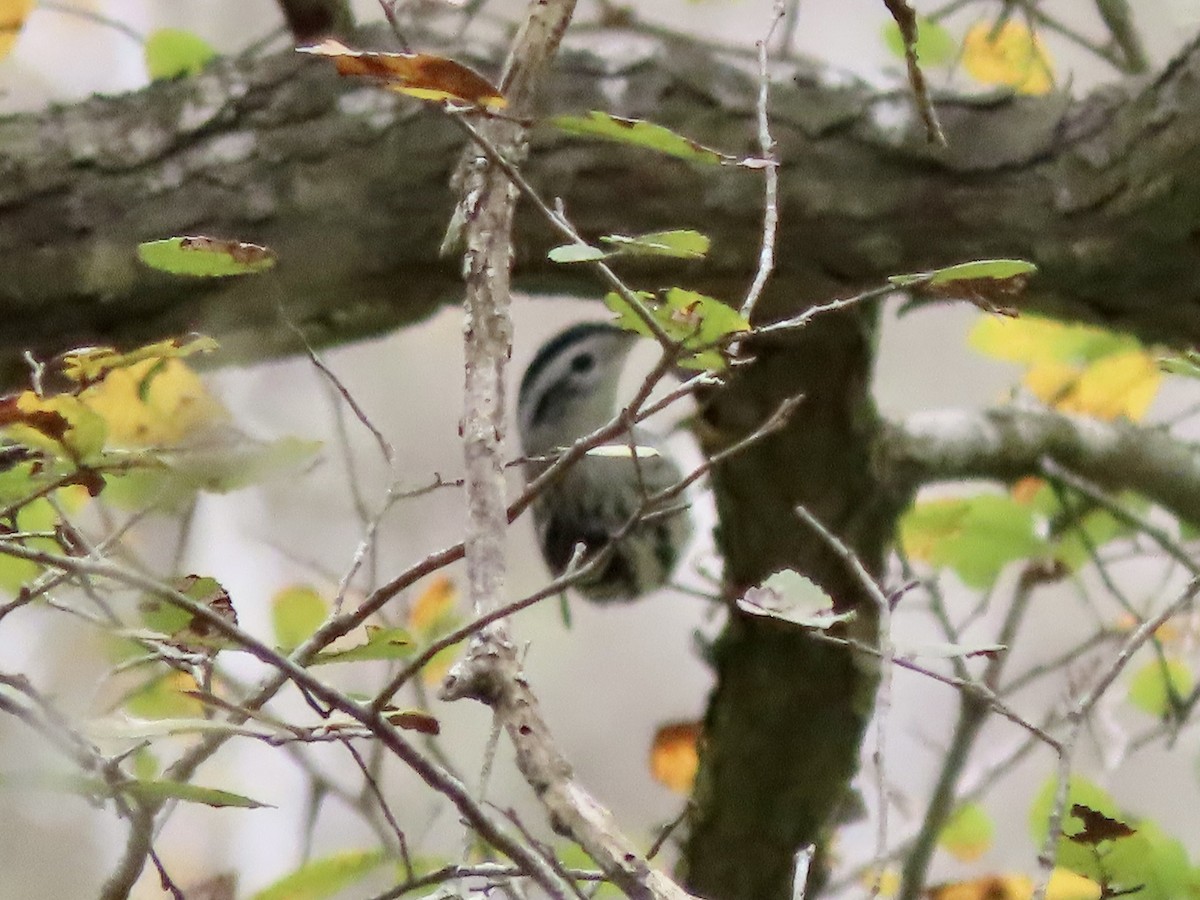 Black-and-white Warbler - ML612532775