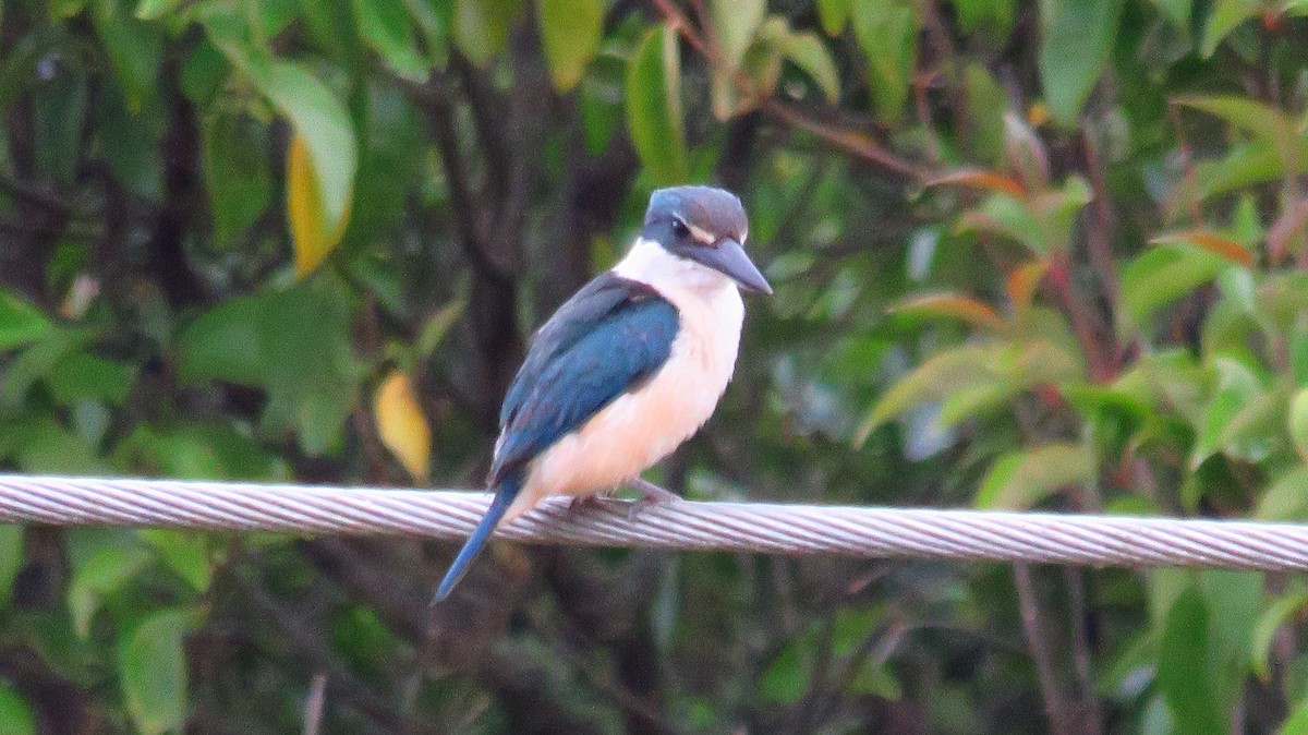 Sacred Kingfisher (New Zealand) - ML612532922