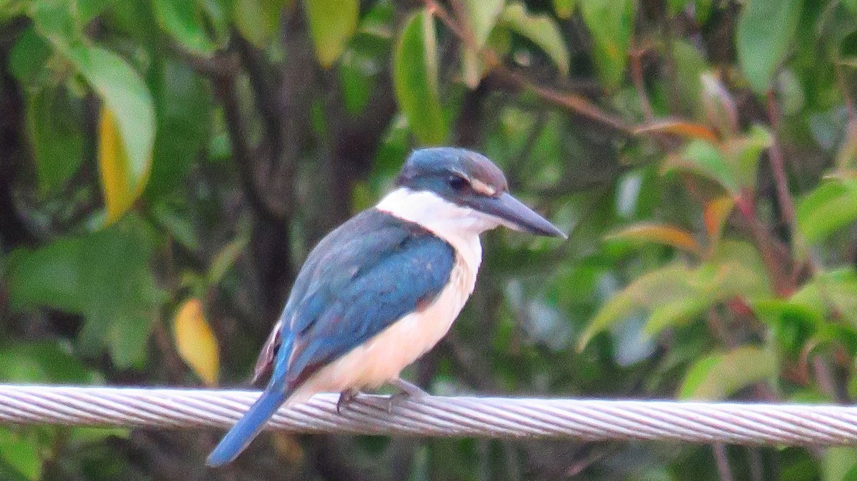 Sacred Kingfisher (New Zealand) - ML612532923