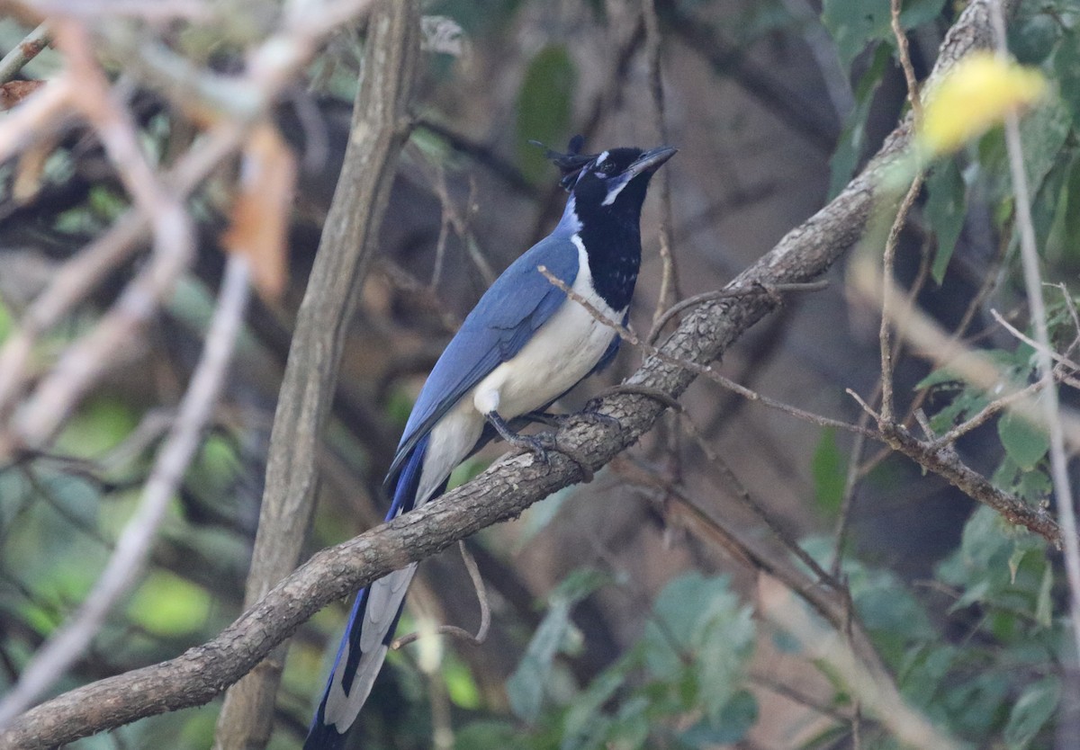 Black-throated Magpie-Jay - ML612532953