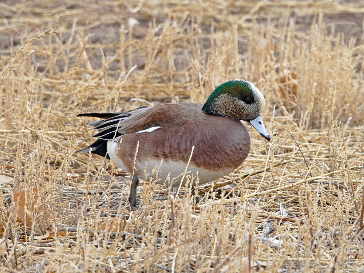 eBird Checklist 21 Dec 2023 Bosque del Apache NWR 51 species (+2