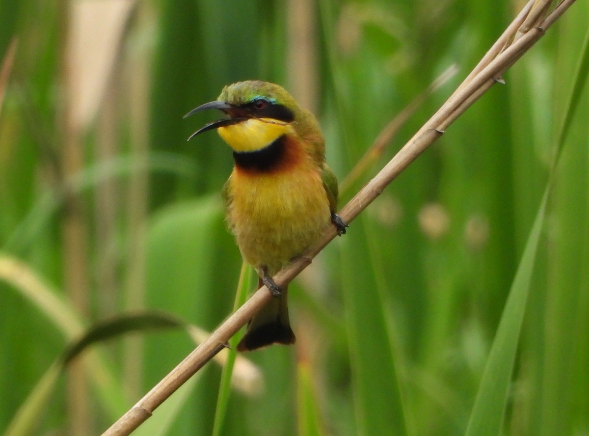 Little Bee-eater - Steve & Josette Bonamo