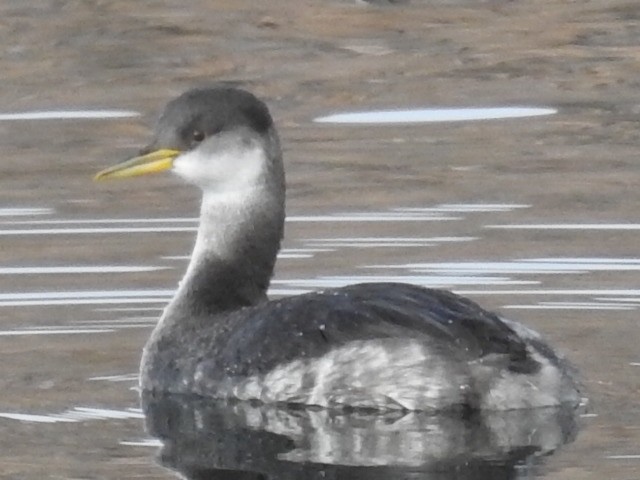 Red-necked Grebe - ML612533779