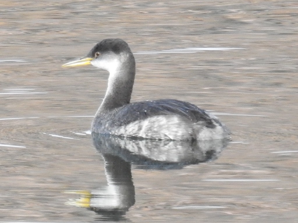 Red-necked Grebe - ML612533787