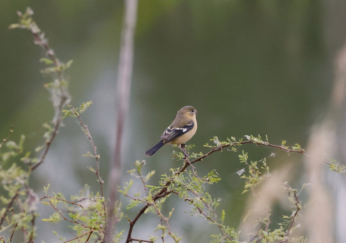 eBird Checklist 22 Dec 2023 Salineño Wildlife Preserve (LTC 080