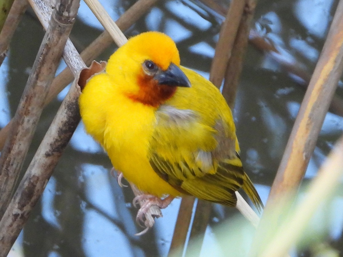 Southern Brown-throated Weaver - ML612534412