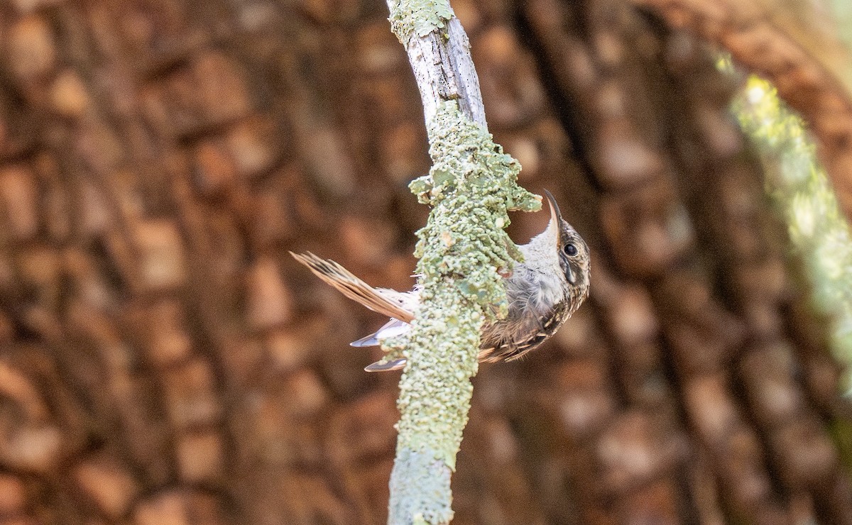 Brown Creeper (albescens/alticola) - Forest Botial-Jarvis