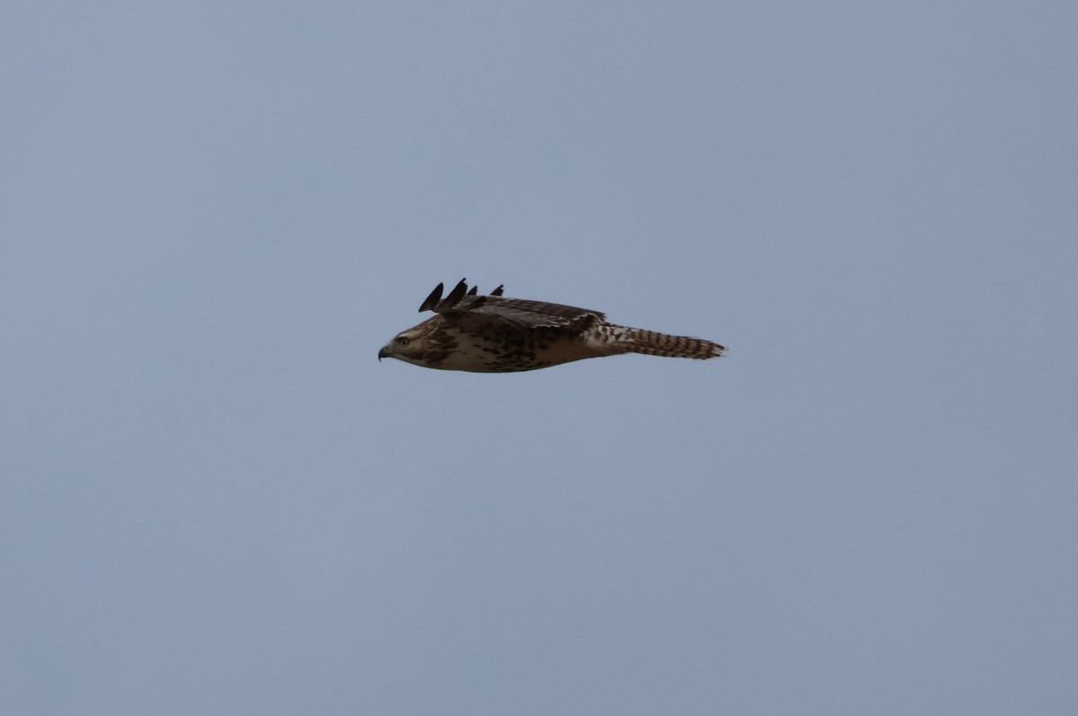 Red-tailed Hawk - ML612534425