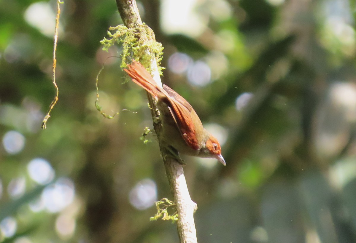 Red-faced Spinetail - ML612534777