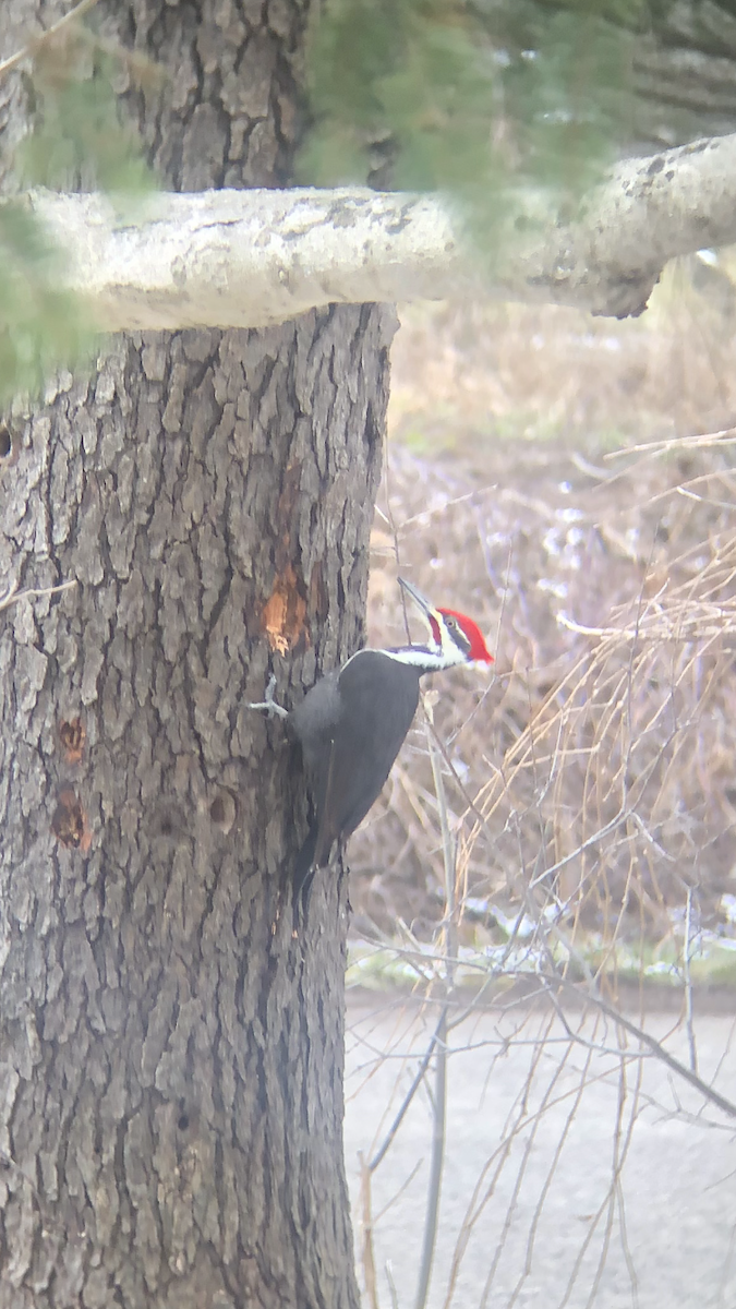 Pileated Woodpecker - Harrison Priebe