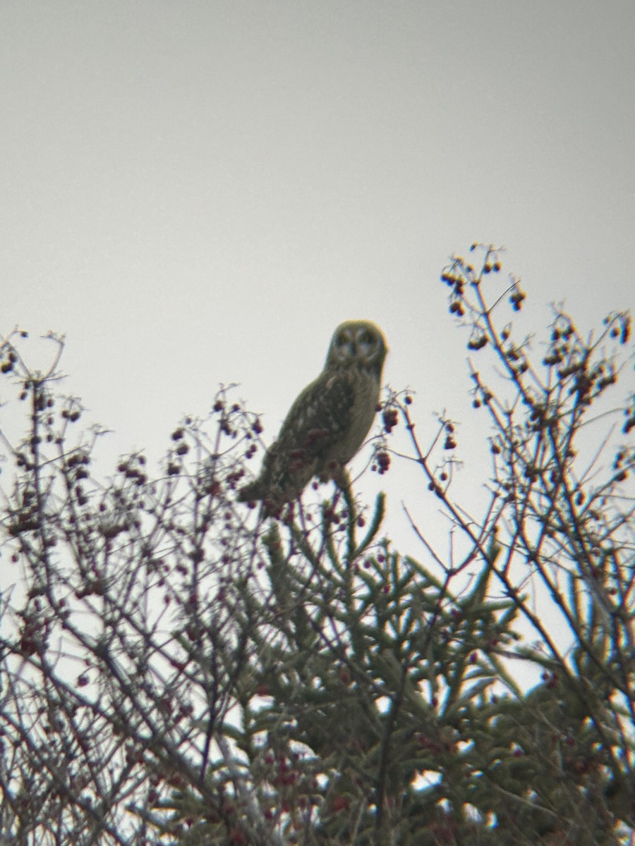 eBird Checklist 22 Dec 2023 Taft Rd. Shorteared Owl prairie 6