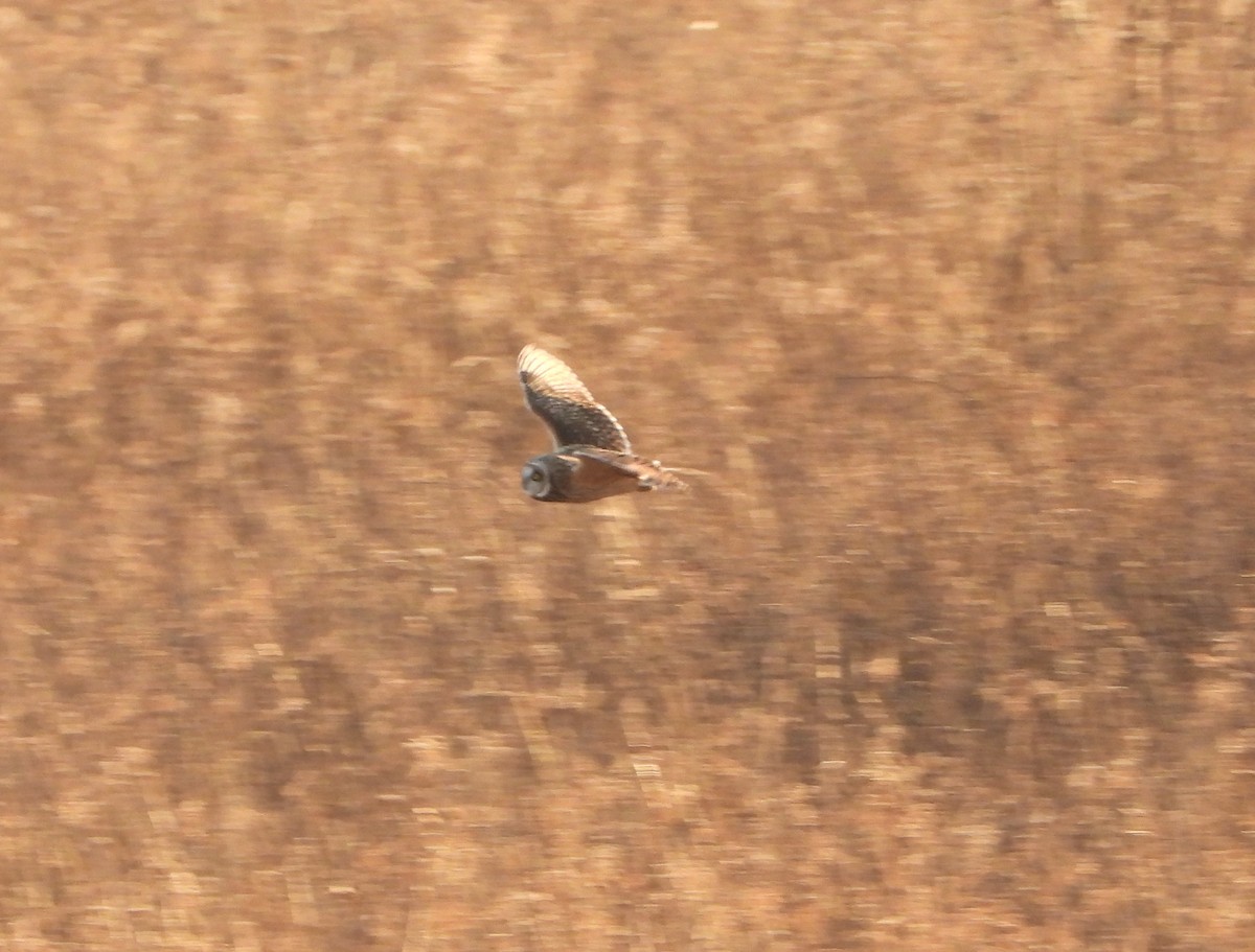eBird Checklist 22 Dec 2023 Great Smoky Mountains NPCades Cove