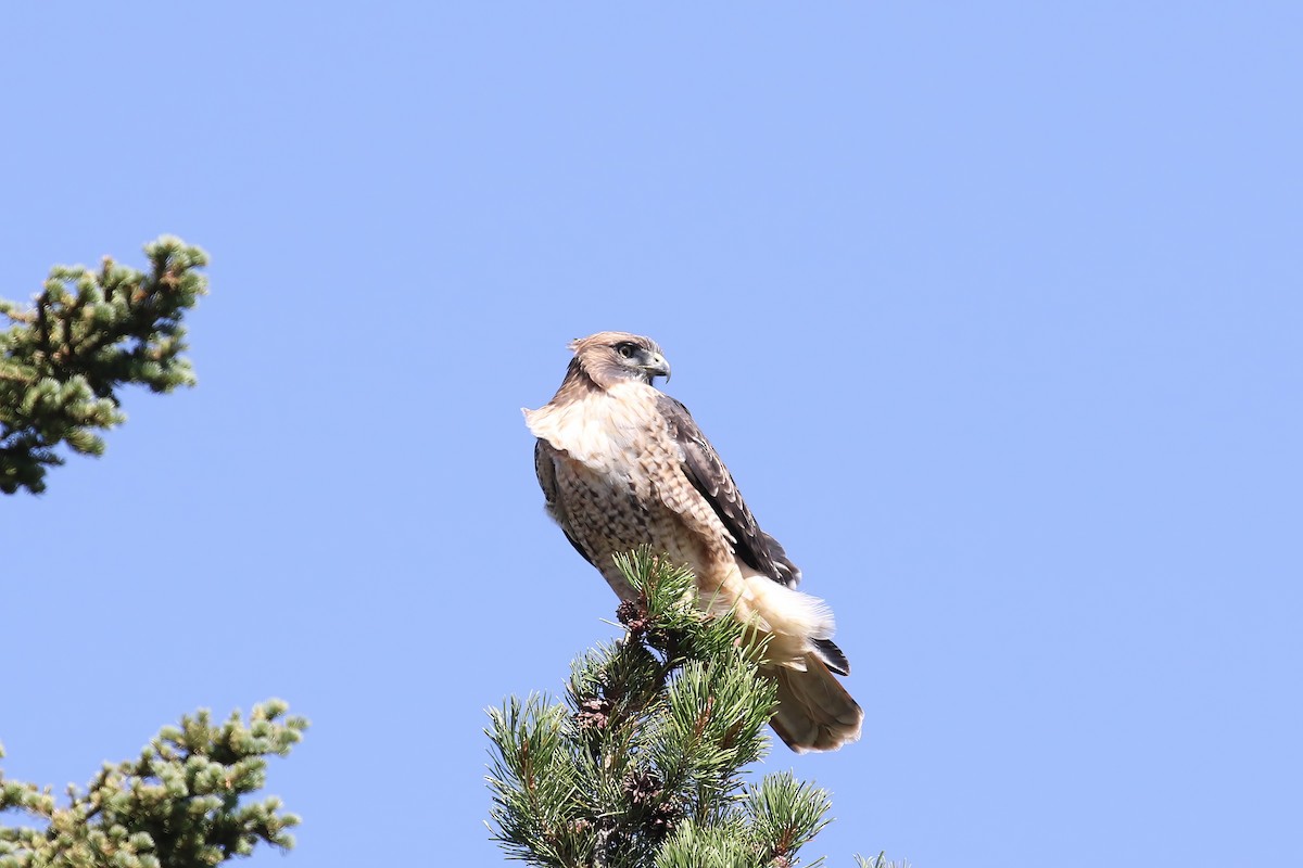 Red-tailed Hawk - ML612535787