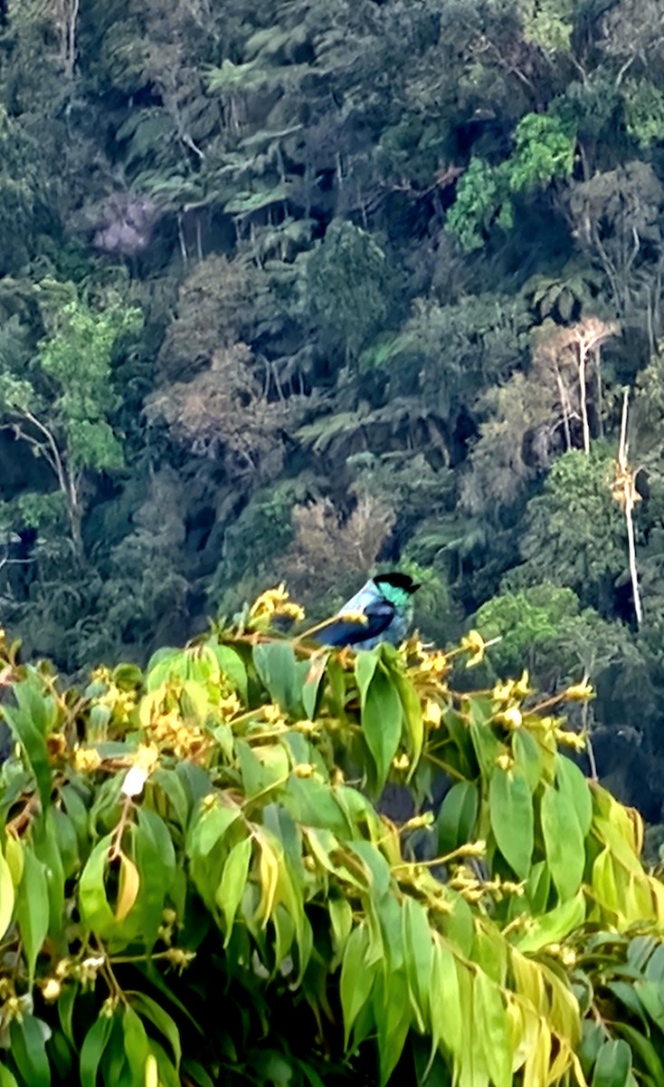 Black-capped Tanager - Diego López