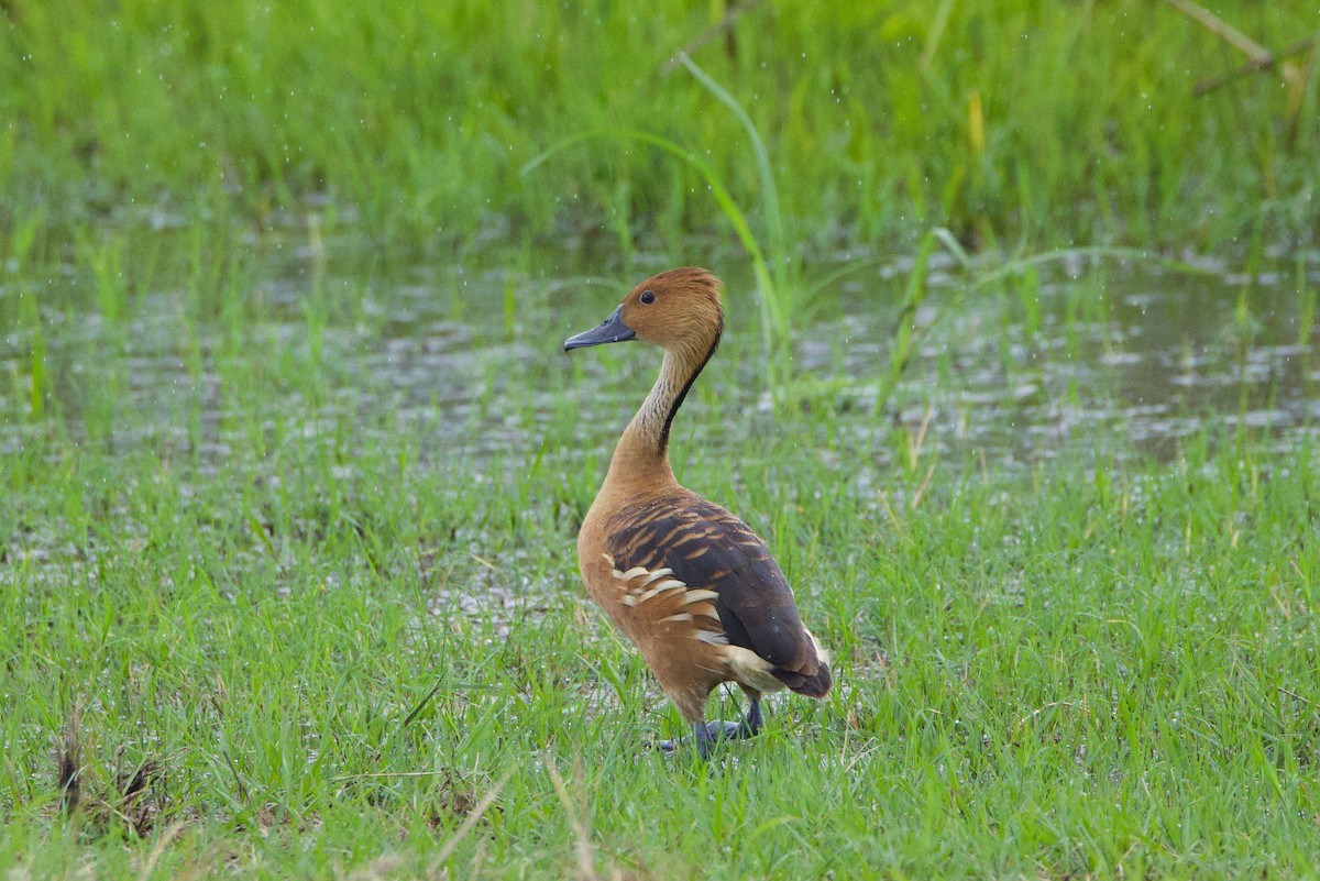 eBird Caribbean Checklist - 22 Dec 2023 - Fosters Private Wetland - 22 ...