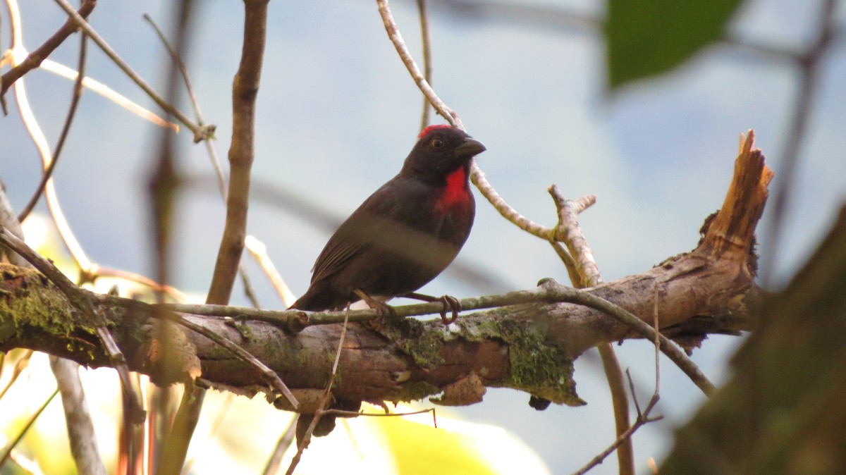 Sooty Ant-Tanager - ML612536380