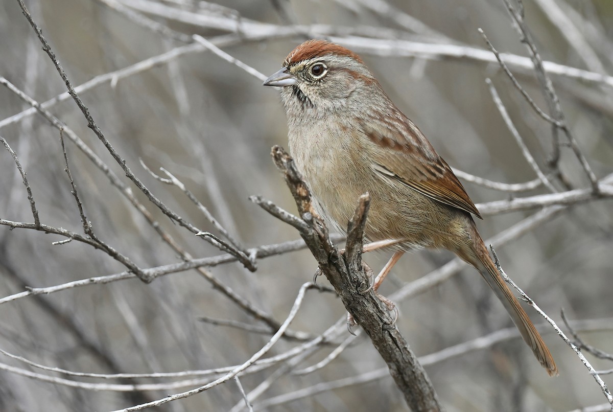 Rufous-crowned Sparrow - ML612536463