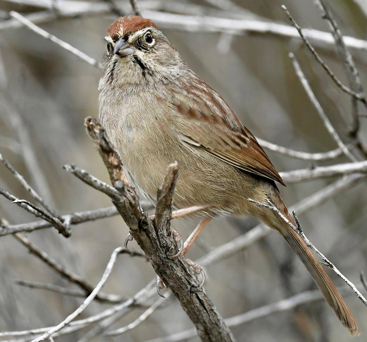 Rufous-crowned Sparrow - Barbara Wise