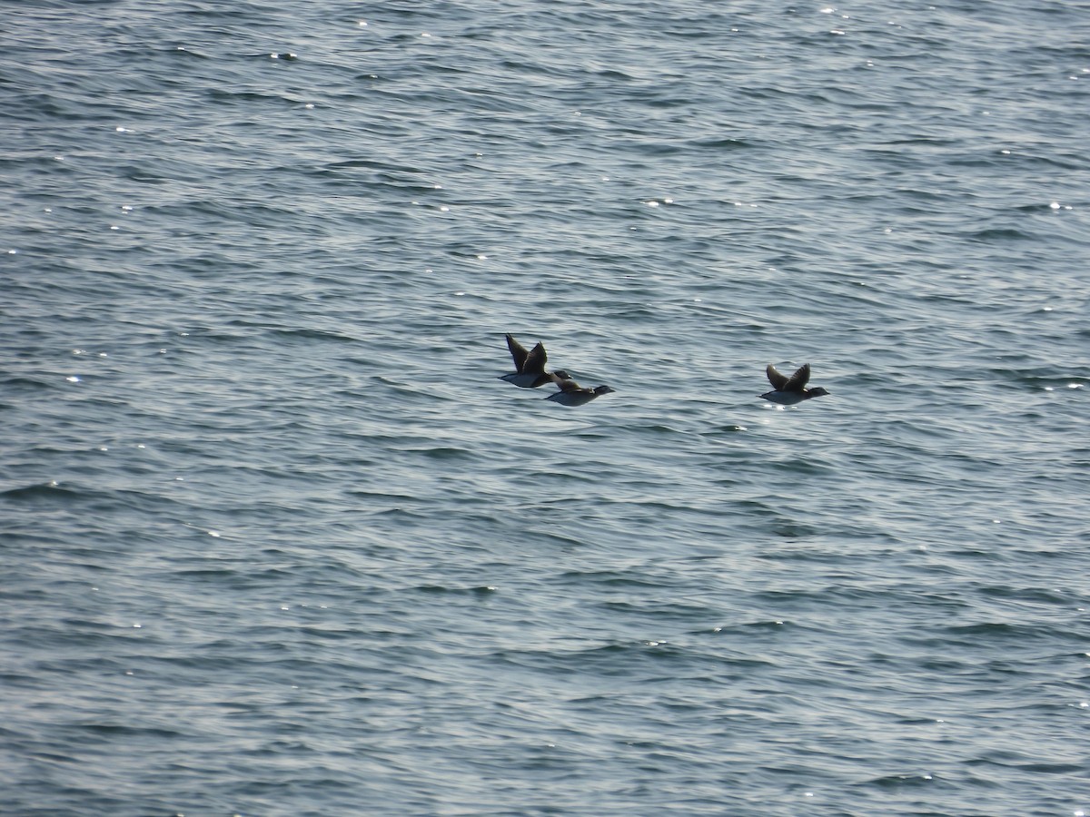Long-tailed Duck - ML612536498