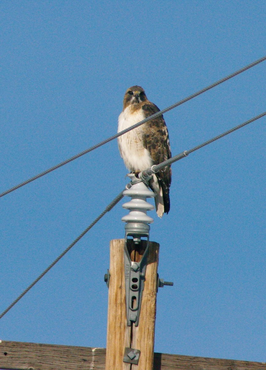 Red-tailed Hawk - ML612536515