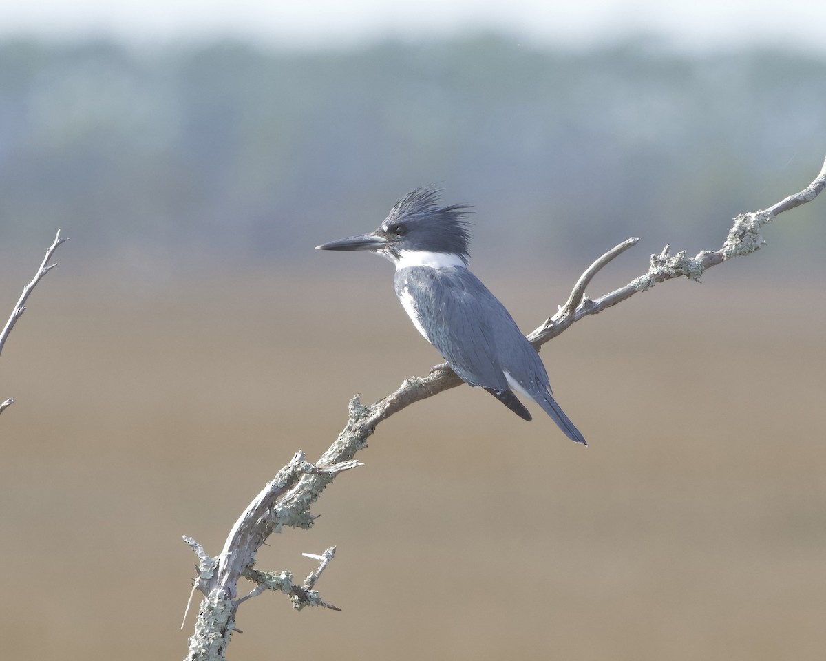 Belted Kingfisher - ML612537123