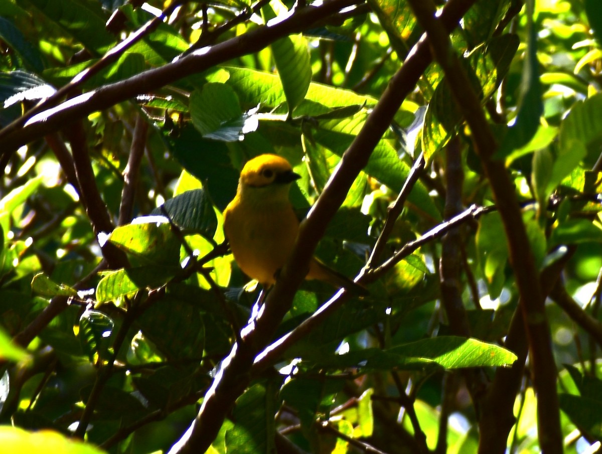 Silver-throated Tanager - ML612537127