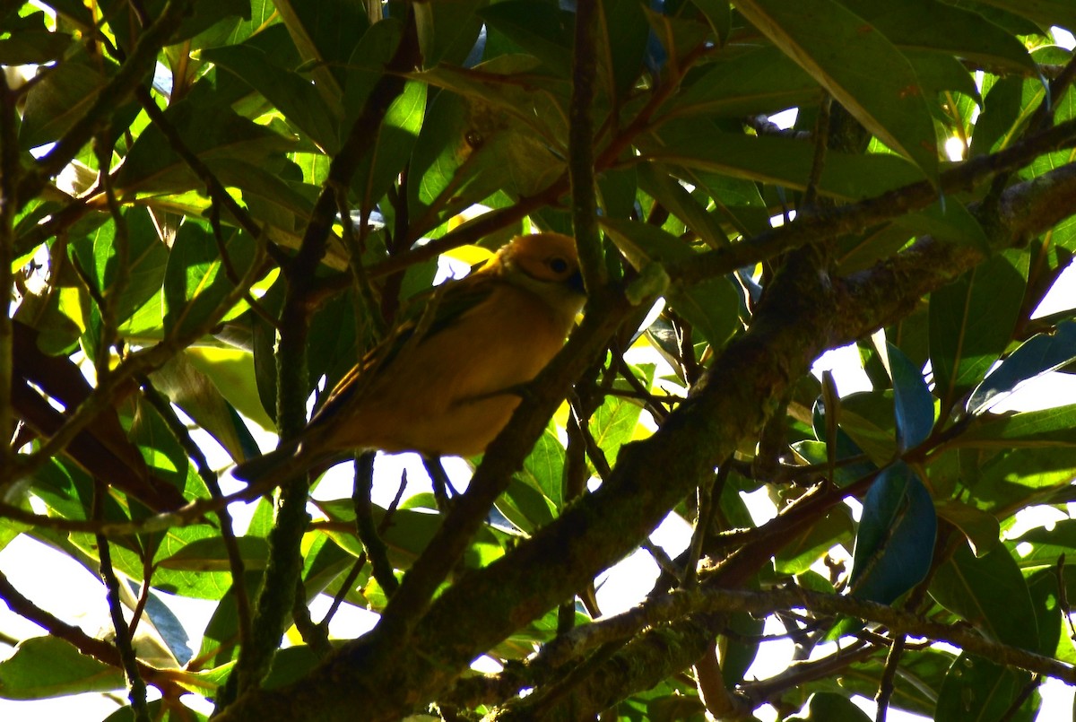 Silver-throated Tanager - ML612537128
