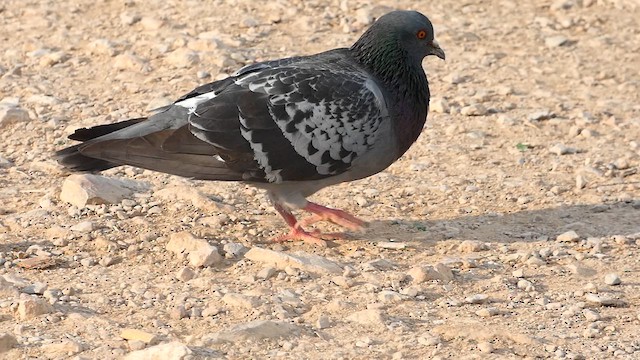 Rock Pigeon (Feral Pigeon) - ML612537237