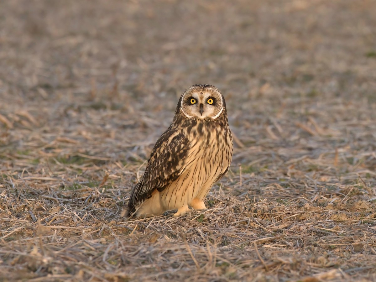 Short-eared Owl - ML612537862