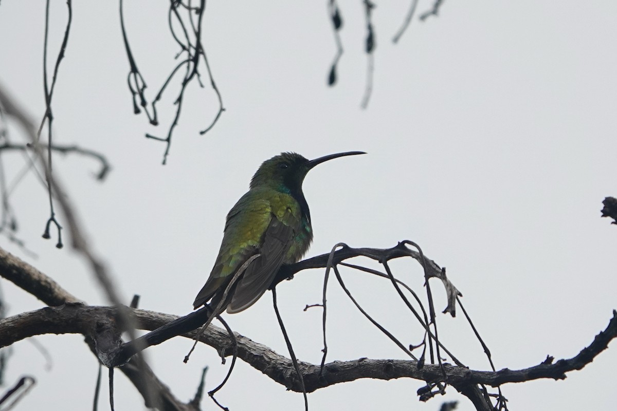 kolibřík tmavoprsý - ML612537884