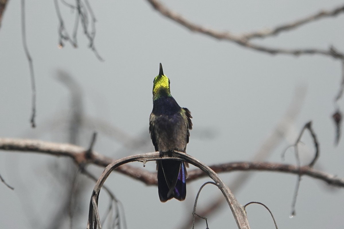 kolibřík tmavoprsý - ML612537886