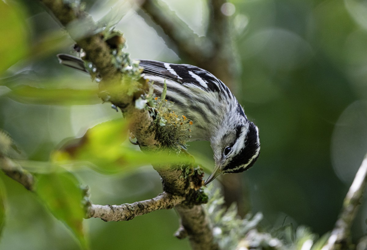 Black-and-white Warbler - ML612537894