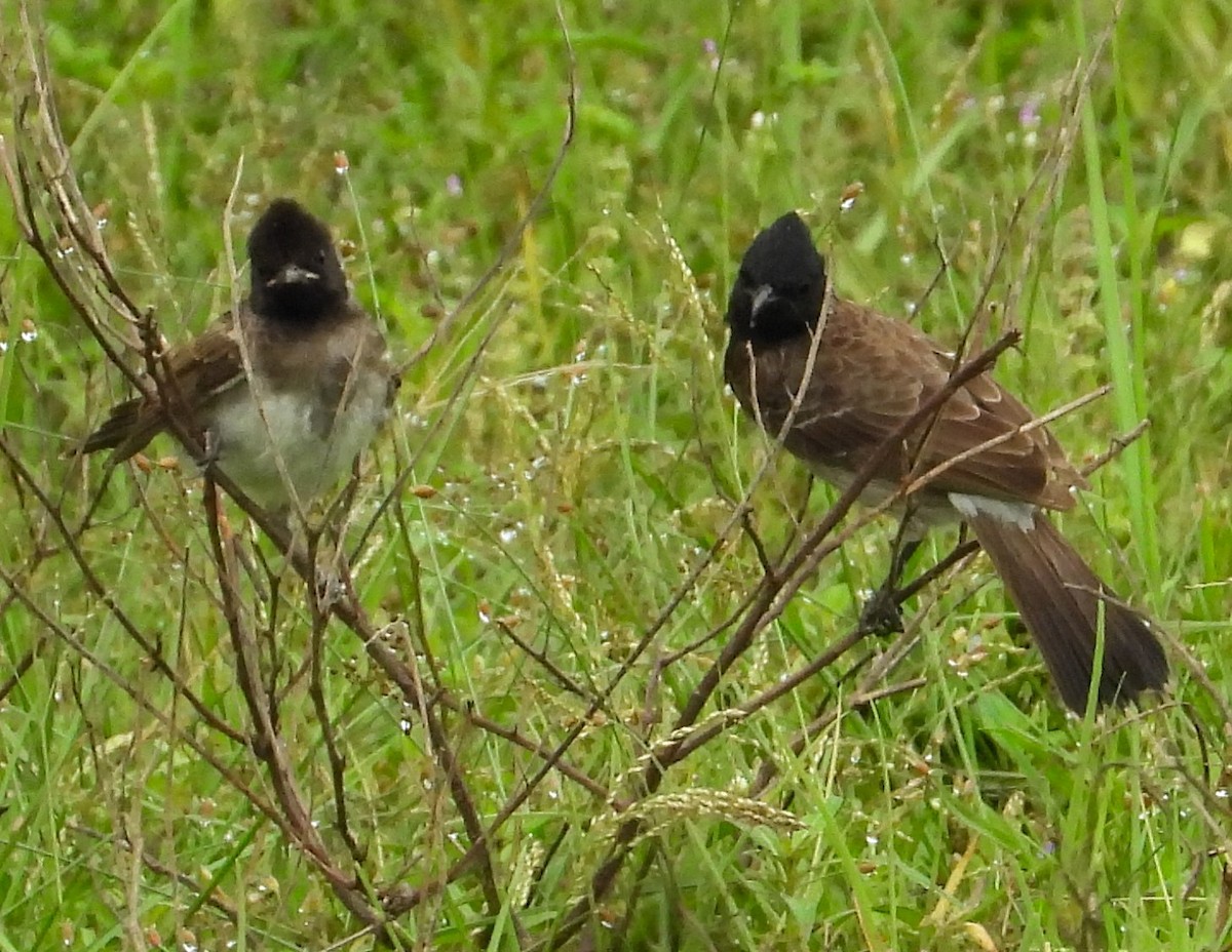 Red-vented Bulbul - ML612538209