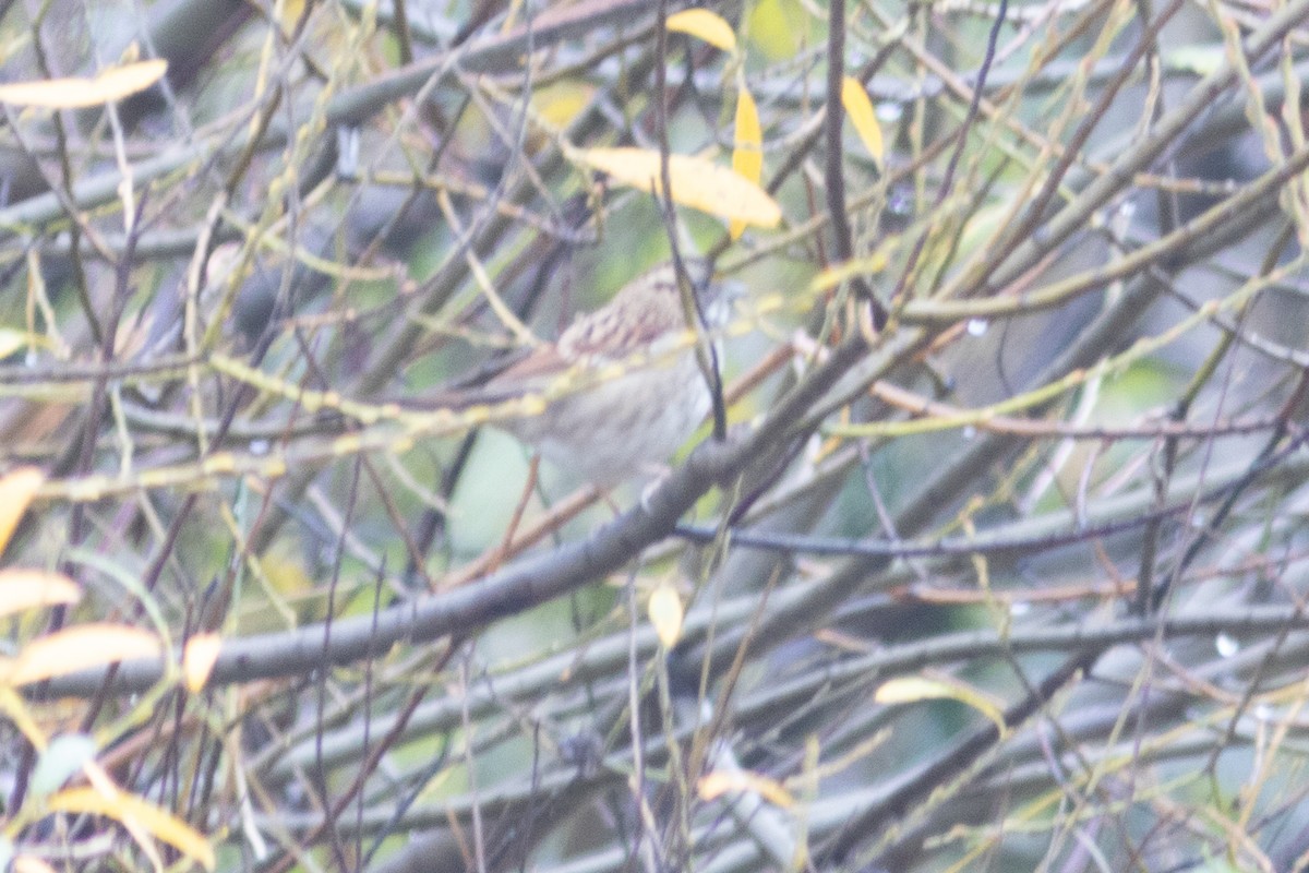 White-throated Sparrow - ML612538450