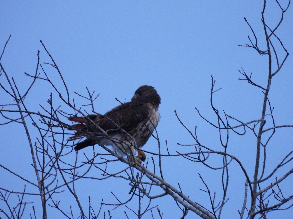 Red-tailed Hawk - ML612538462