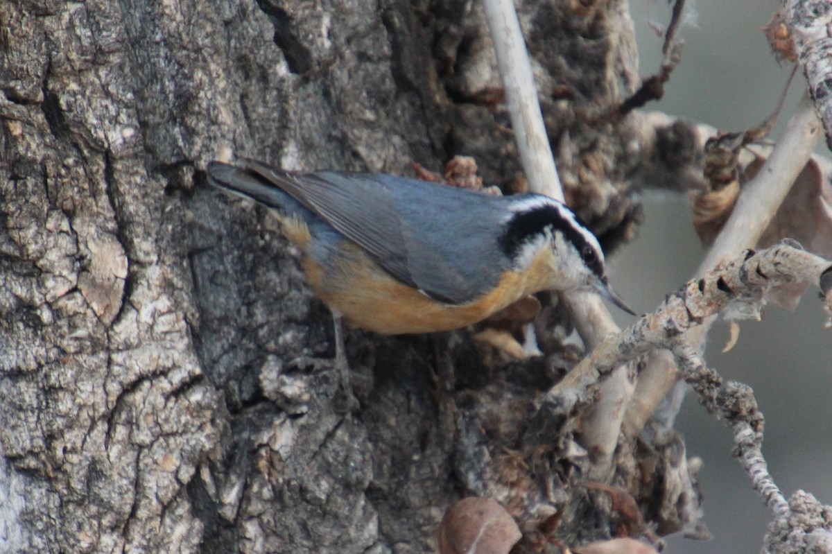 Red-breasted Nuthatch - ML612538737