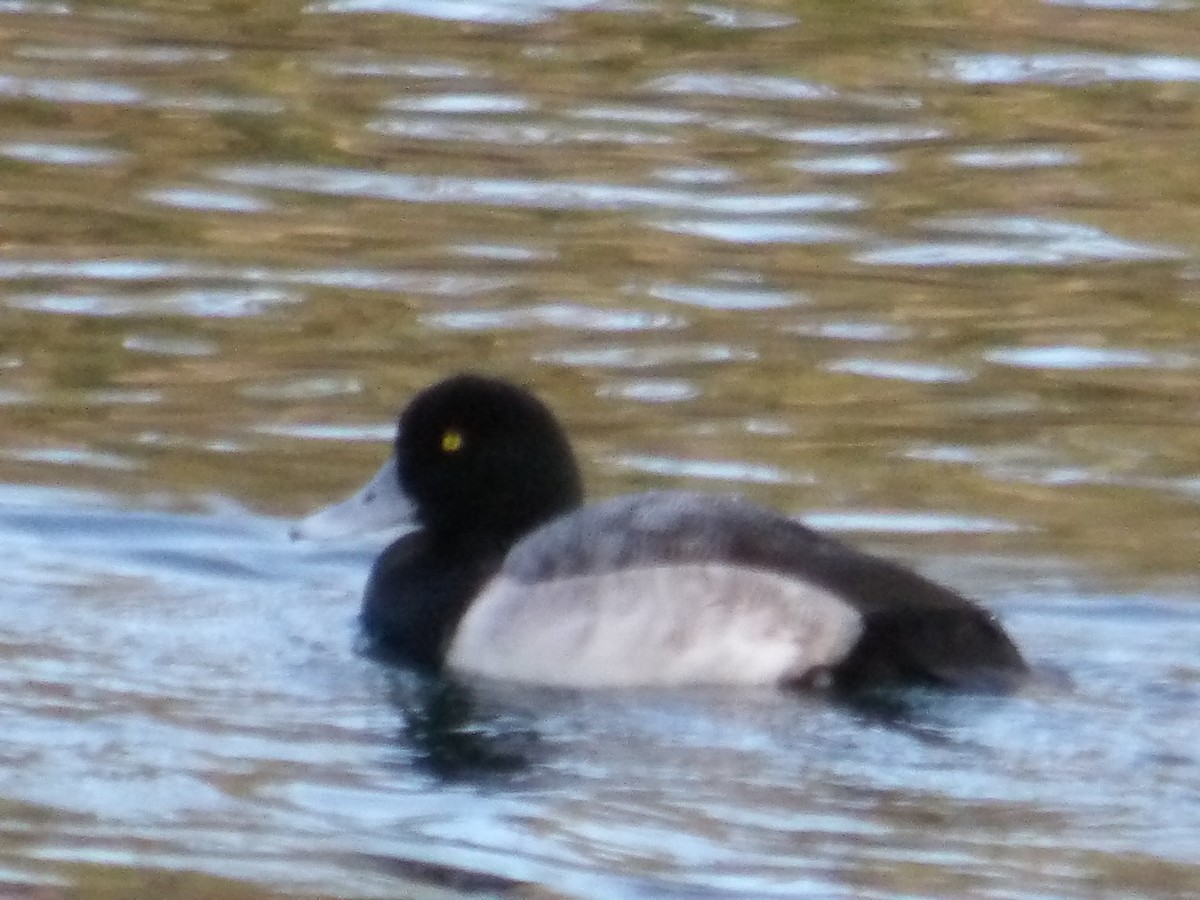 Greater Scaup - ML612538767