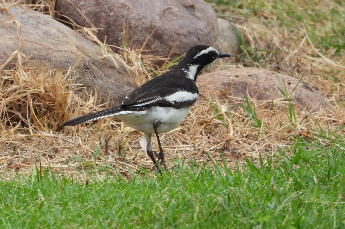 African Pied Wagtail - ML612538771
