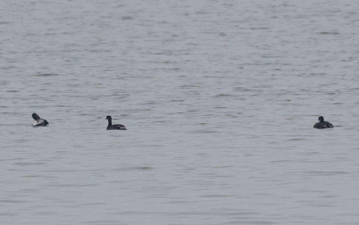 Red-necked Grebe - ML612538806
