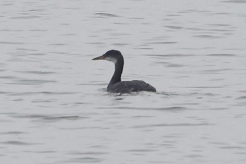 Red-necked Grebe - ML612538807