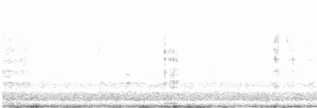 kormorán neotropický - ML612538825
