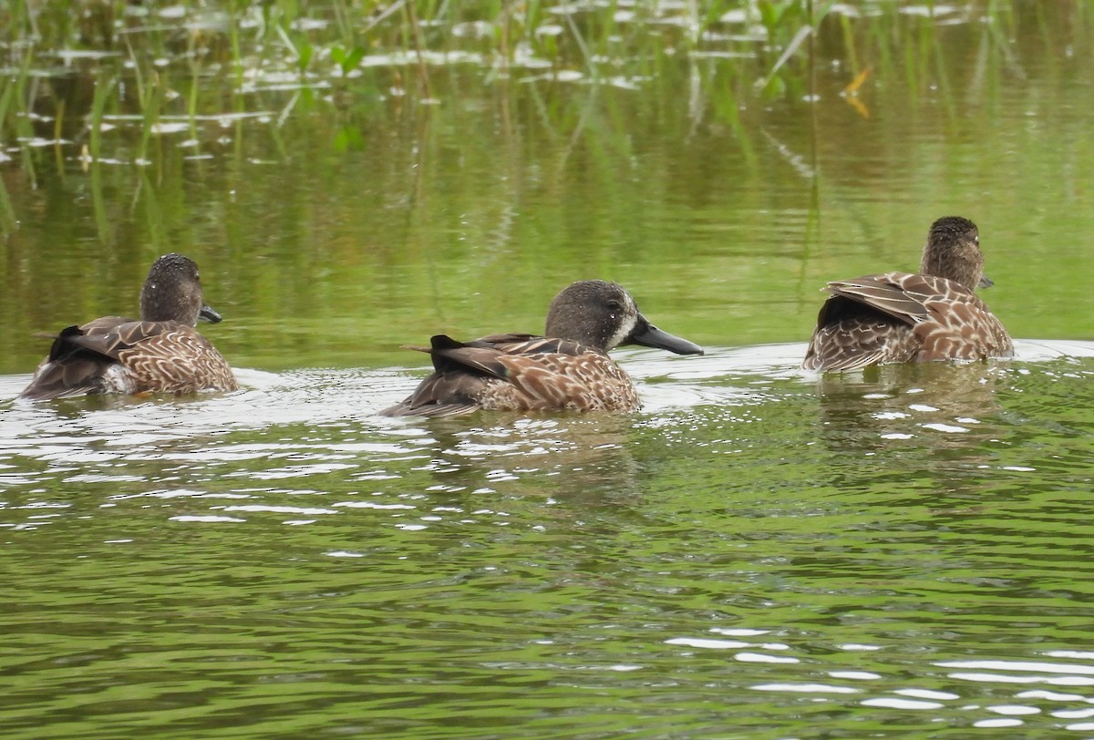 Blue-winged Teal - ML612539126