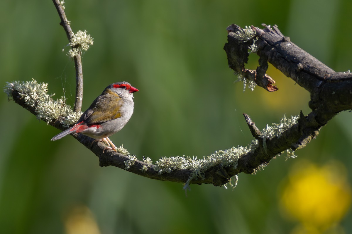 Red-browed Firetail - ML612539283